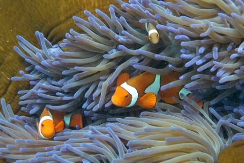 (FILES) This file photo taken on September 22, 2014 shows clownfish swimming through coral on Australia's Great Barrier Reef. Australia's under-pressure Great Barrier Reef is an asset worth US$42 billion and as an ecosystem and economic driver is "too big to fail", a study said June 26, 2017. The World Heritage-listed reef is the largest living structure on Earth and its economic and social value was calculated for the first time in the Deloitte Access Economics report commissioned by the Great Barrier Reef Foundation. / AFP PHOTO / William WEST