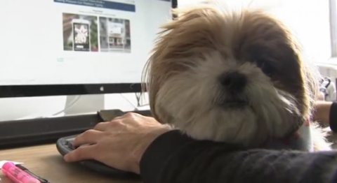 Many California tech companies are encouraging employees to bring their dogs to the office, saying their presence can boost productivity, relieve stress and improve the work environment.(photo grabbed from Reuters video)