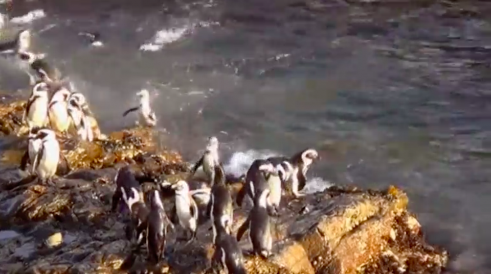 The African penguin joins the list of species said to be threatened by climate change - and overfishing. Photo grabbed from Reuters video file.