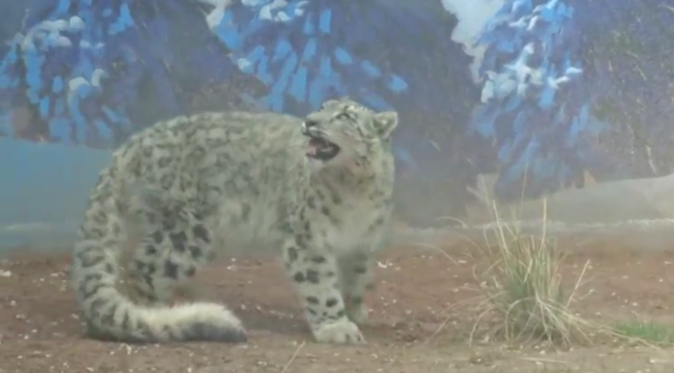 The only snow leopard cub alive by artificial breeding in China turned one year old on Saturday. Photo grabbed from Reuters video file.