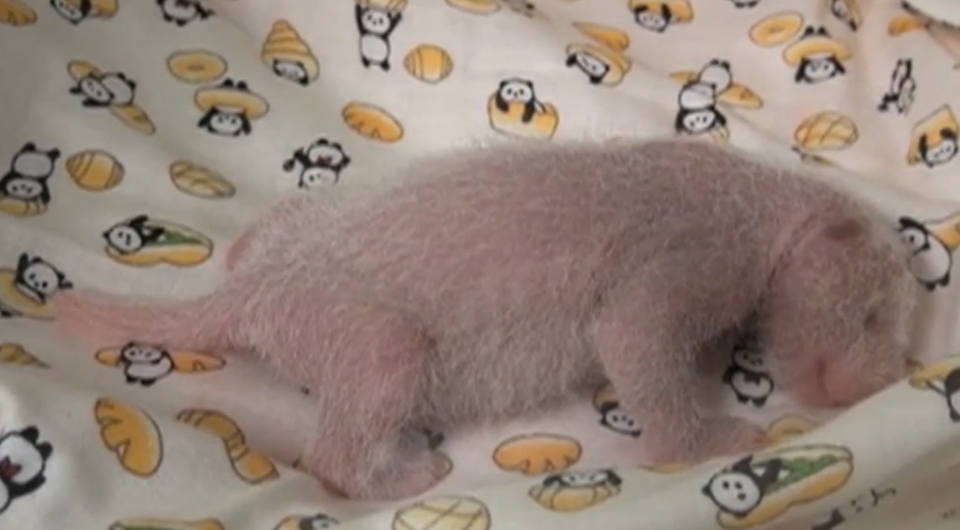 Tokyo Ueno Zoo on Sunday (June 18) released new images of a panda cub which was born on June 12. Photo grabbed from Reuters video file.