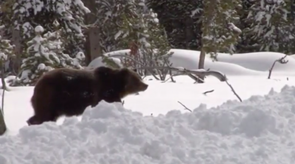 Grizzly bears in and around Yellowstone National Park will be stripped of Endangered Species Act safeguards this summer, U.S. Interior Secretary Ryan Zinke announced on Thursday (June 22) in a move conservation groups vowed to challenge in court. Photo grabbed from Reuters video file.