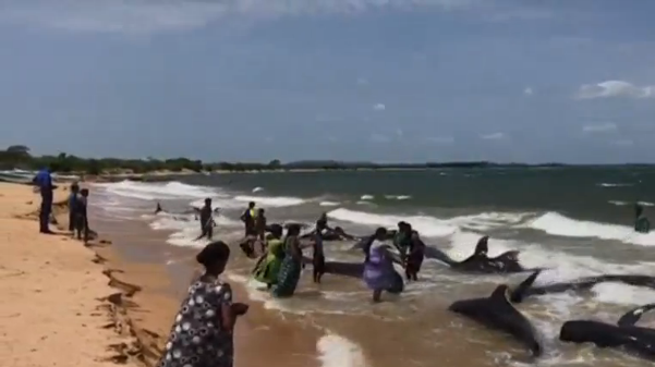 Sailors and villagers unite to return 20 whales to sea after they beach in Sri Lanka (Photo grabbed from Reuters video)