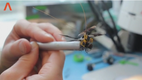 Researchers control the flight of dragonflies through technology(photo grabbed from Reuters video)