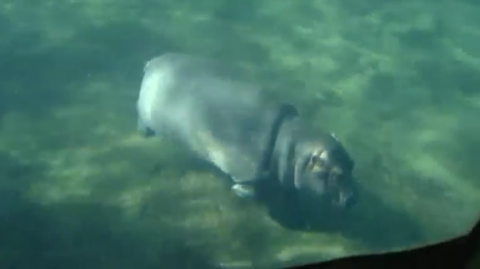 Fiona, a 270-pound (122.5 kilograms) hippopotamus, made her debut at the Cincinnati Zoo in Ohio on Wednesday (May 31).(photo grabbed from Reuters video)