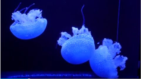 With 60 different varieties of jellyfish, Kamo aquarium in Japan's Yamagata Prefecture houses one of the largest collection of jellyfish species in the world.(photo grabbed from Reuters video)