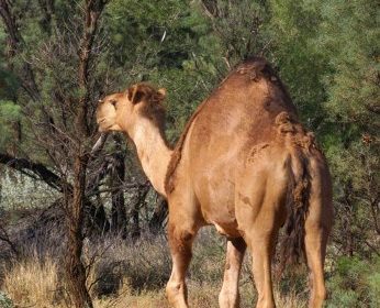 feral camel roaming the Australian wild