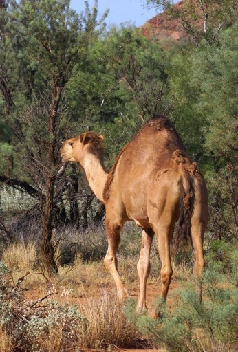 feral camel roaming the Australian wild